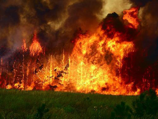 В Хакасии возбуждено уголовное дело за поджог леса